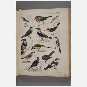 Abbildungen zu Oken's allgemeiner Naturgeschichte