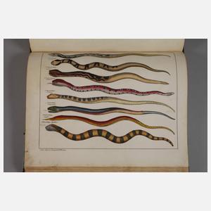 Abbildungen zu Oken's allgemeiner Naturgeschichte