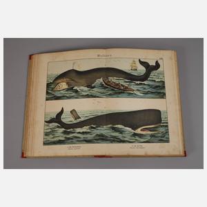 Naturgeschichte des Tierreichs