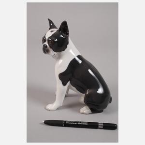 Kopenhagen "Boston" Terrier