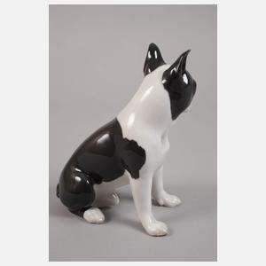 Kopenhagen "Boston" Terrier