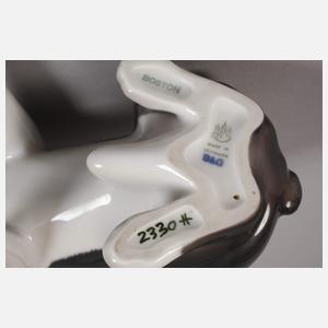 Kopenhagen "Boston" Terrier