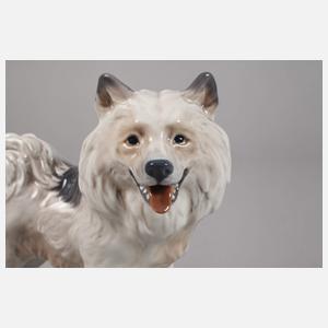 Kopenhagen Grönlandhund