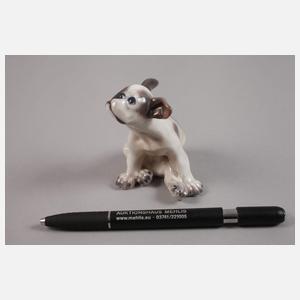 Kopenhagen Miniatur Französische Bulldogge