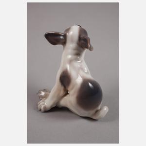 Kopenhagen Miniatur Französische Bulldogge