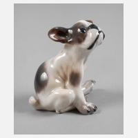 Kopenhagen Miniatur Französische Bulldogge111