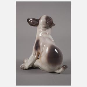 Kopenhagen Französische Bulldogge