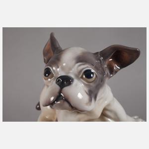 Kopenhagen Französische Bulldogge