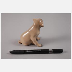 Kopenhagen Miniatur Mopswelpe