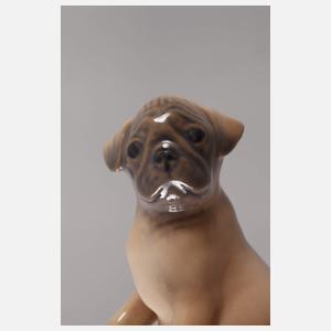 Kopenhagen Miniatur Mopswelpe