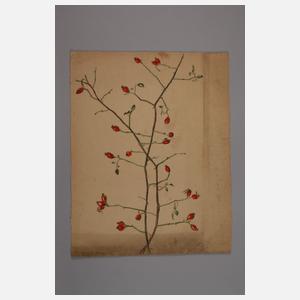 Prof. Albert Schaefer-Ast, Hagebuttenzweig