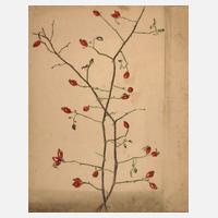 Prof. Albert Schaefer-Ast, Hagebuttenzweig111