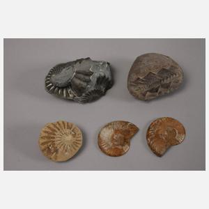 Konvolut Fossilien