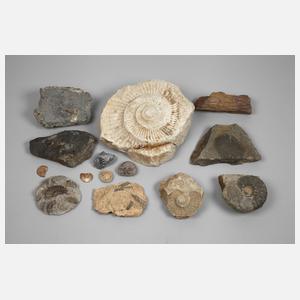 Konvolut Fossilien