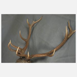 Hirschgeweih auf Keramikkopf