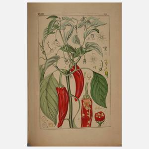 Pharmaceutische Waarenkunde