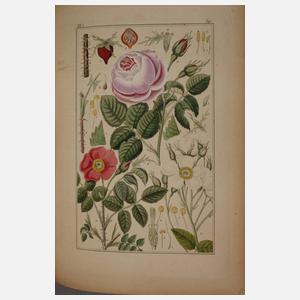 Pharmaceutische Waarenkunde