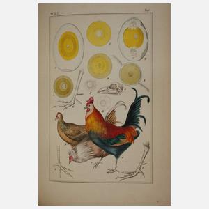 Pharmaceutische Waarenkunde