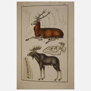 Pharmaceutische Waarenkunde