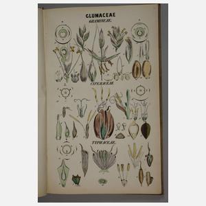 Analysen zu den natürlichen Ordnungen der Gewächse