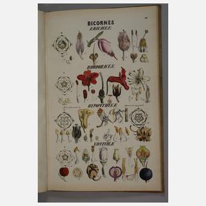 Analysen zu den natürlichen Ordnungen der Gewächse