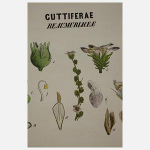 Analysen zu den natürlichen Ordnungen der Gewächse