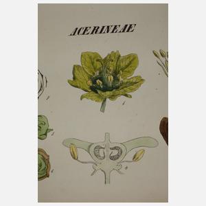 Analysen zu den natürlichen Ordnungen der Gewächse