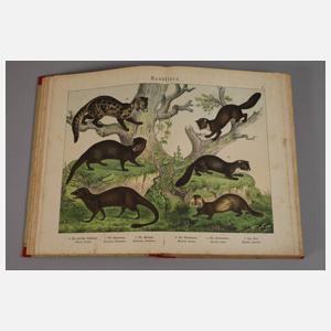 Naturgeschichte des Tierreichs