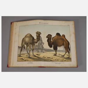 Naturgeschichte des Tierreichs