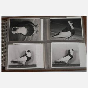 Fotoalbum Taubenzüchter