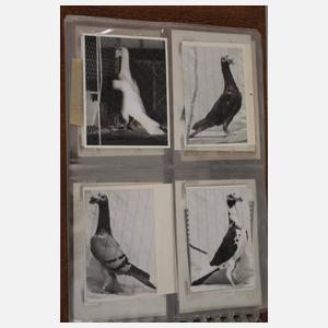 Fotoalbum Taubenzüchter