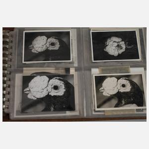 Fotoalbum Taubenzüchter