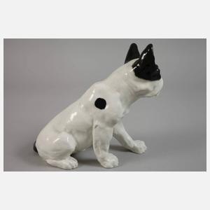 Bernhard Bloch französische Bulldogge