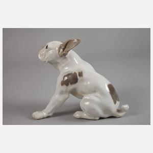 Kopenhagen französische Bulldogge "Bully"