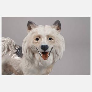 Kopenhagen Grönlandhund