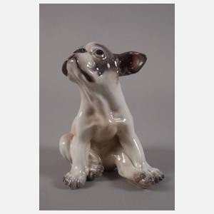 Kopenhagen Französische Bulldogge