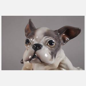 Kopenhagen Französische Bulldogge