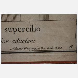 Nicolas Dorigny, Paar Radierungen