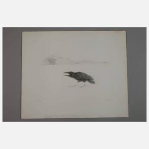 Prof. Paul Flora, Rabe im Schnee