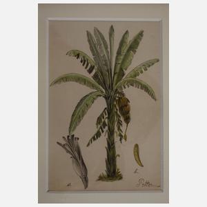 Theodor Petter, Konvolut Pflanzendarstellungen