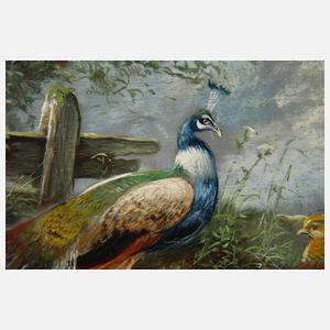 Max Hänger sen., Imposantes Federvieh