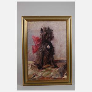 Studie eines Maltesers