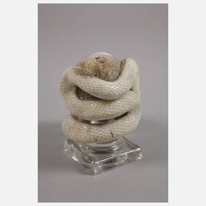 Beinschnitzerei Memento Mori