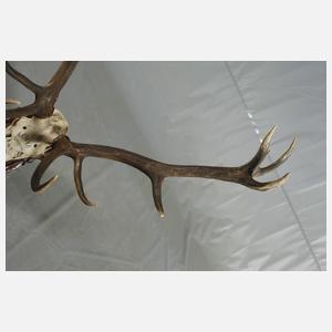 Hirschgeweih