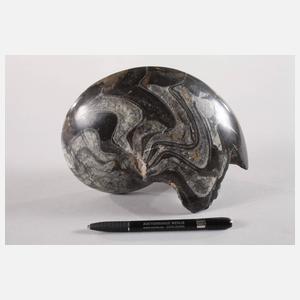 Angeschliffener Ammonit