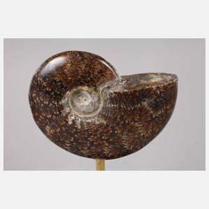 Paar Ammoniten auf Sockel