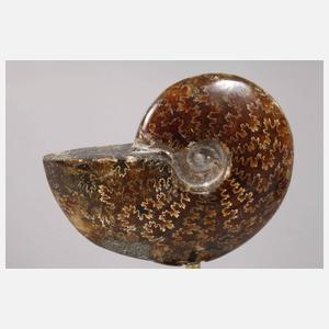 Paar Ammoniten auf Sockel