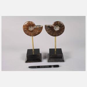 Paar Ammoniten auf Sockel