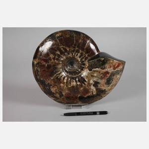 Prächtiger opalisierter Ammonit