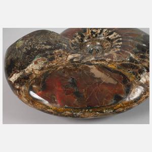 Prächtiger opalisierter Ammonit